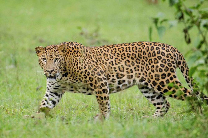 Private Safari and Wildlife Tour in Hluhluwe - The 7-hour rhythm: how the day typically plays out