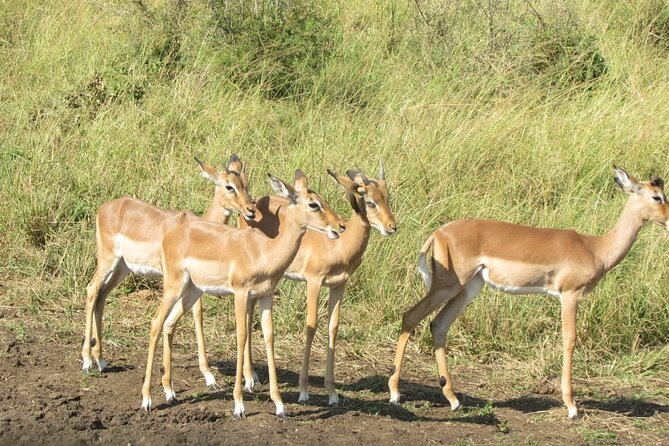 Private Safari and Wildlife Tour in Hluhluwe - Game drive in the Hluhluwe-iMfolozi Wilderness area: what you’re really doing out there