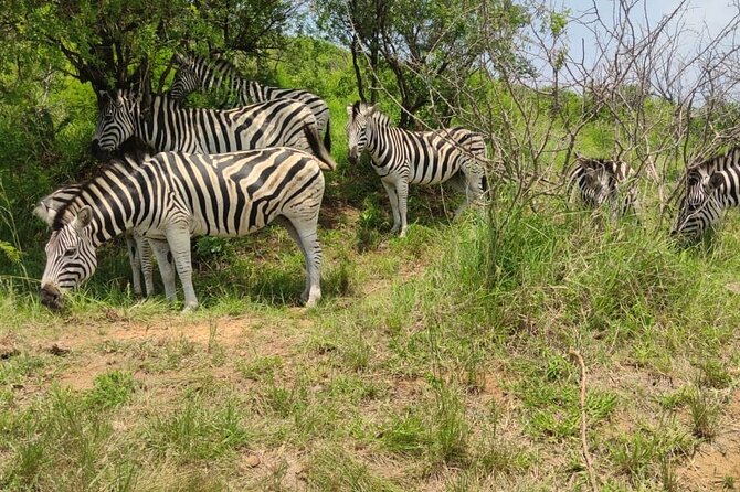 Private Safari and Wildlife Tour in Hluhluwe - Wildlife targets: Big Five chances and the birds you’ll want to spot