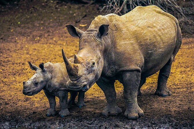 Private Safari and Wildlife Tour in Hluhluwe - Conservation lessons you can carry home