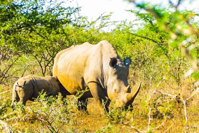 Private Safari and Wildlife Tour in Hluhluwe - Price and value: what $196.56 per person buys you