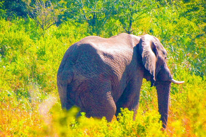 Private Safari and Wildlife Tour in Hluhluwe - Who this private Hluhluwe safari is best for
