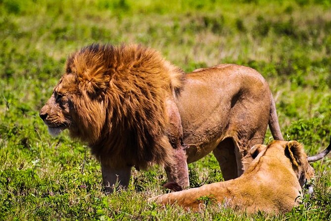 Private Safari and Wildlife Tour in Hluhluwe - Private Safari format, pickup, and an air-conditioned way to start