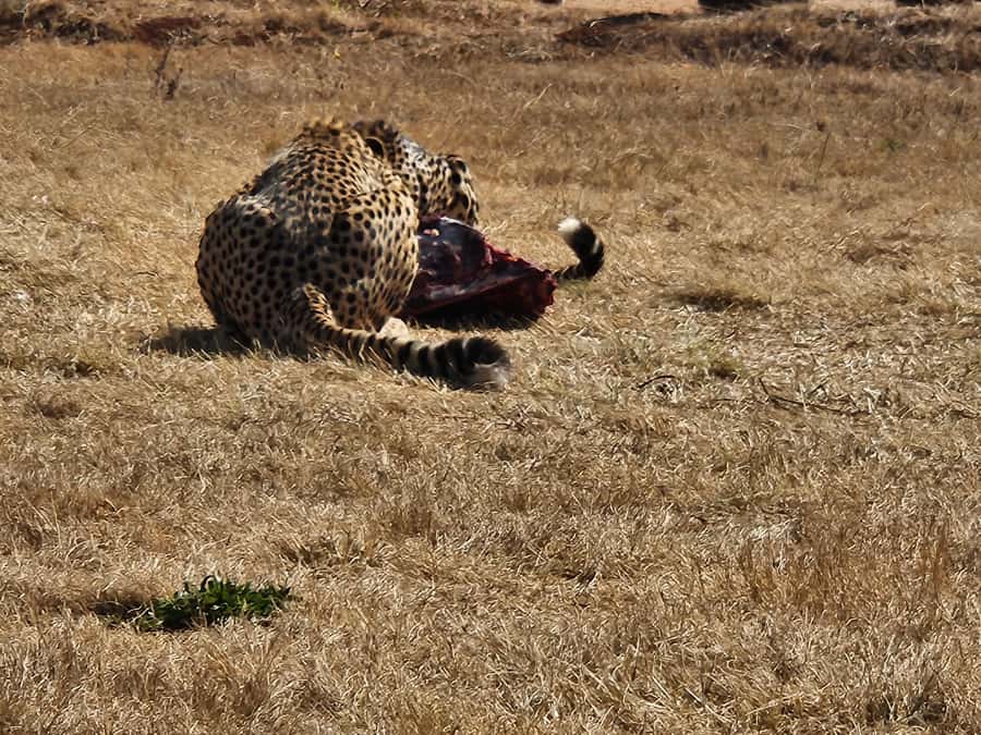 Private Safari. Cradle Humankind Caves or Maropeng Museum - Key things I’d zero in on