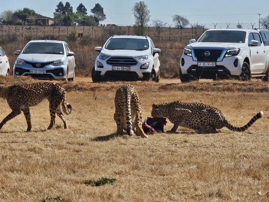 Private Safari. Cradle Humankind Caves or Maropeng Museum - Tips to make the day smoother (and help the guide help you)
