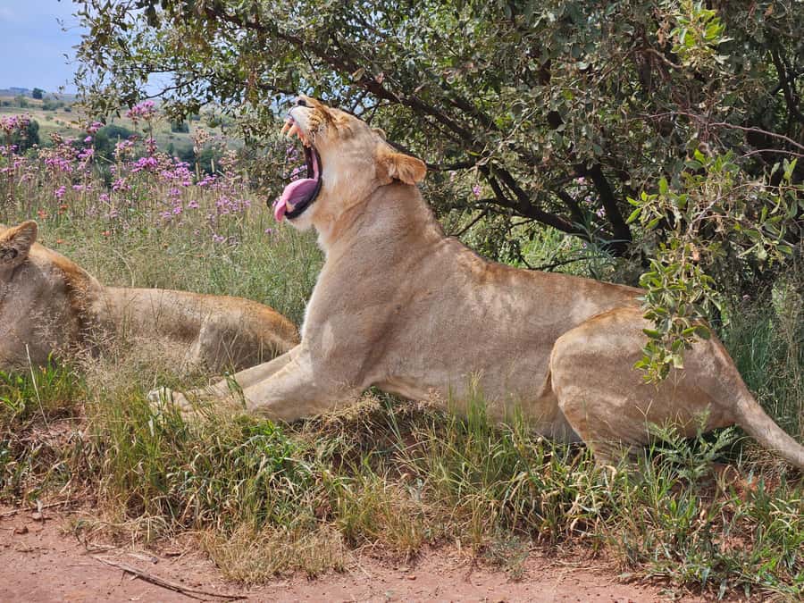 Private Safari. Cradle Humankind Caves or Maropeng Museum - Private pickup to the Cradle of Humankind, how the day is paced