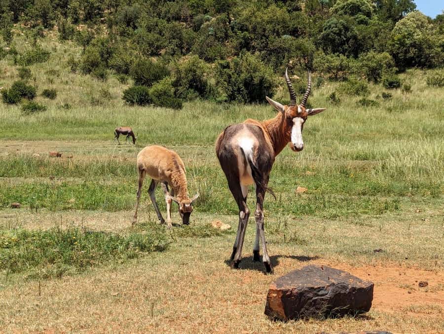 Private Safari. Cradle Humankind Caves or Maropeng Museum - The wildlife portion, what you can expect to see