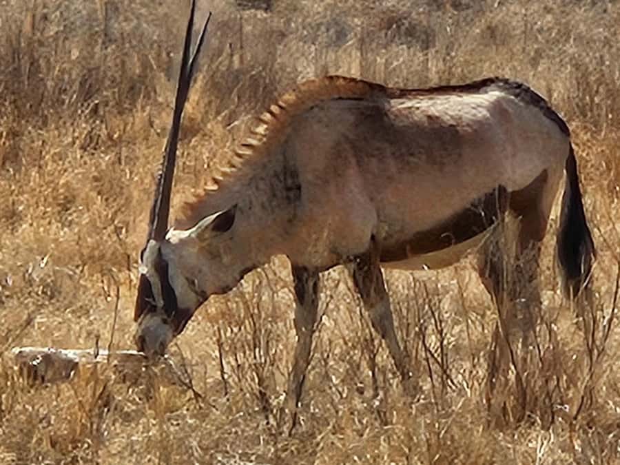 Private Safari. Cradle Humankind Caves or Maropeng Museum - Timing and comfort, what 6 hours feels like on the ground