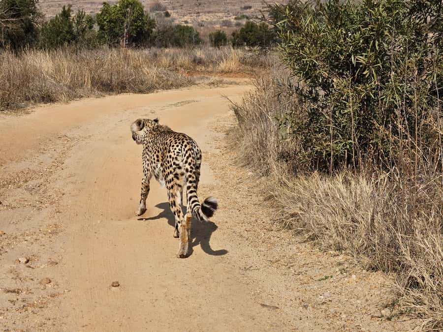 Private Safari. Cradle Humankind Caves or Maropeng Museum - What makes this private experience feel special, not just efficient