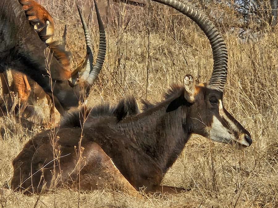 Private Safari. Cradle Humankind Caves or Maropeng Museum - Who should book this safari and Maropeng combo