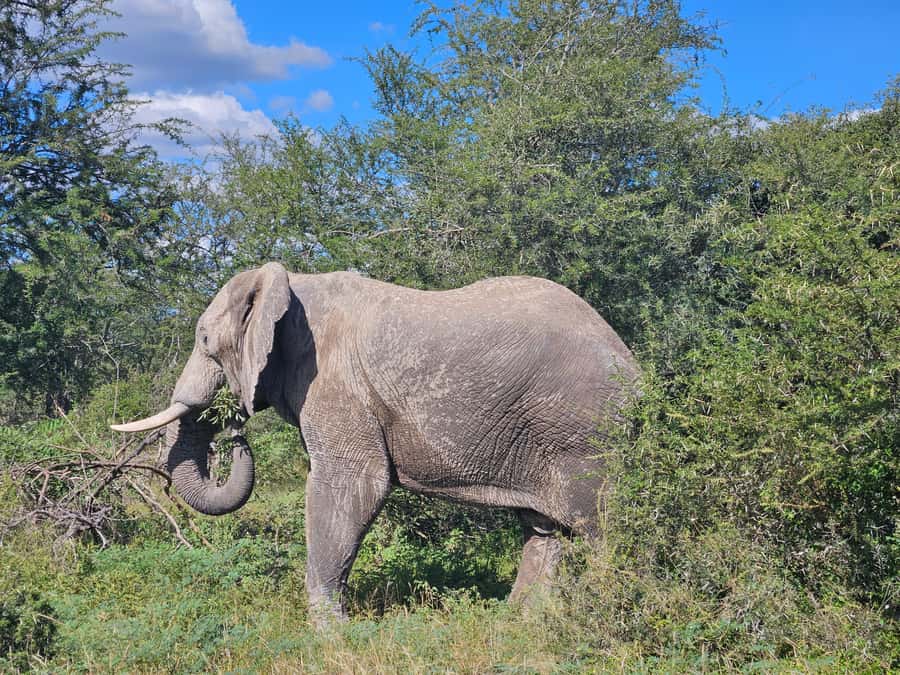 Private Safari Tour: Pilansberg National Park Big 5 - Big Five odds in Pilansberg: realistic means expect some luck
