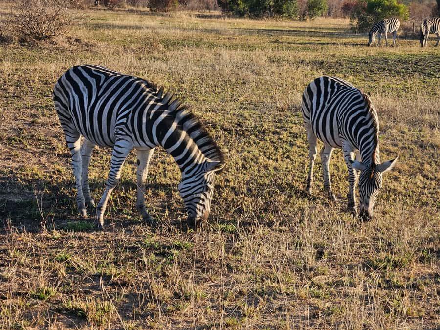 Private Safari Tour: Pilansberg National Park Big 5 - The searching strategy: how spotting gets faster