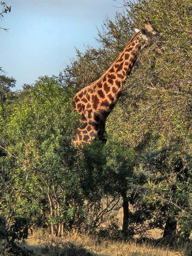 Private Safari Tour: Pilansberg National Park Big 5 - Animals you can realistically hope to see