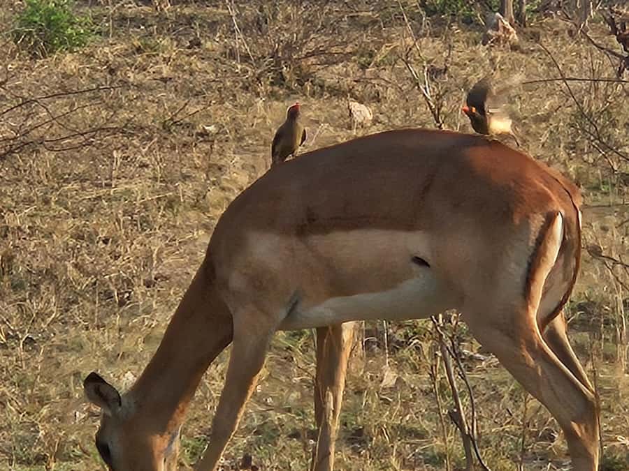 Private Safari Tour: Pilansberg National Park Big 5 - Lunch and downtime inside the reserve