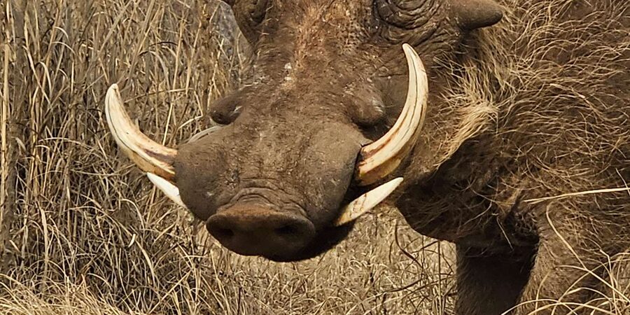 Private Safari Tour: Pilansberg National Park Big 5 - Returning to your base for shower and dinner