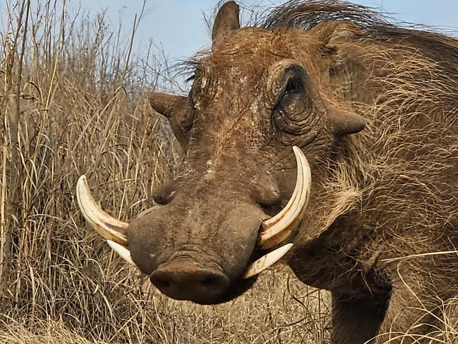 Private Safari Tour: Pilansberg National Park Big 5 - Price and value: $155 plus entrance fees