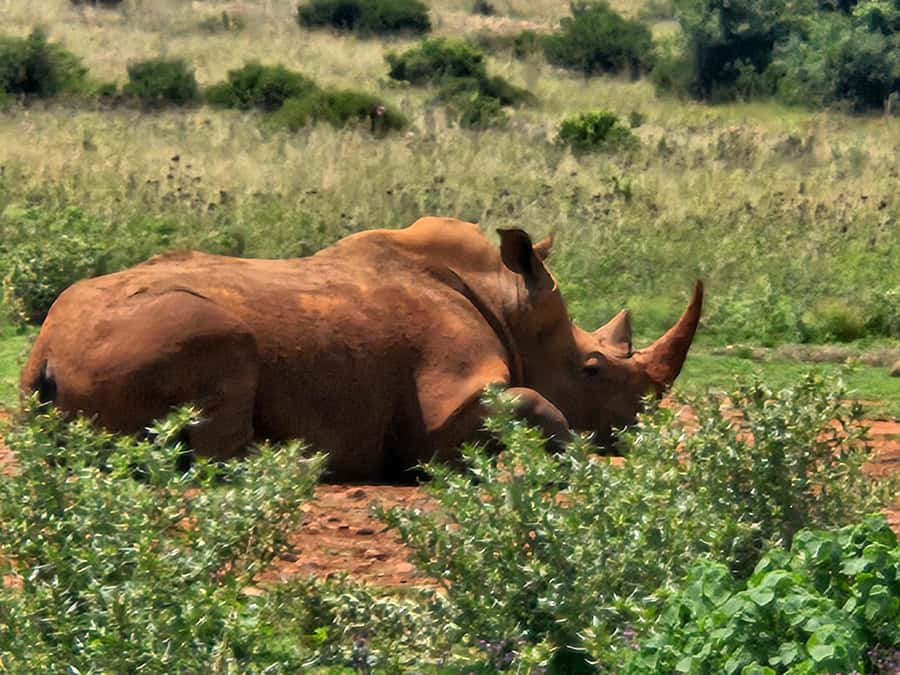 Private Safari Tour: Pilansberg National Park Big 5 - What makes this safari truly private (and why that matters)