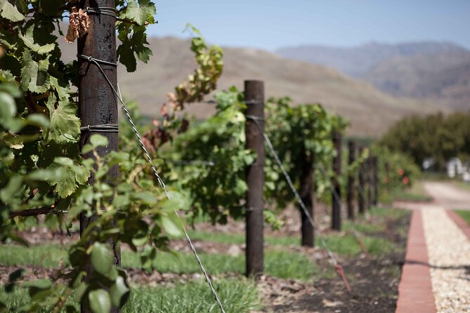 Private Stellenbosch, Franschhoek and Paarl Wine Tour - Wine country pacing: four stops, not ten