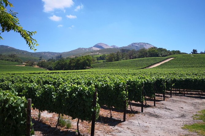 Private Stellenbosch, Franschhoek Paarl Wine Tour from Cape Town - Stellenbosch Vineyards First: A Smooth Entry to the Day
