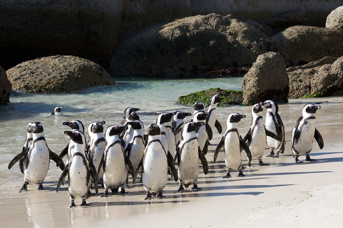 Private Table Mountain Penguins & Cape Point Tour from Cape Town - Price and what you actually get for $170