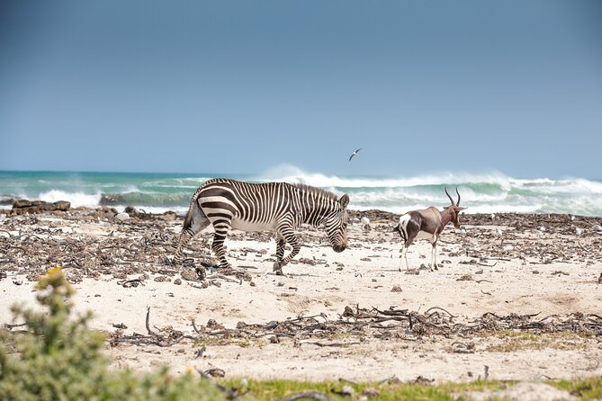 Private Table Mountain Penguins & Cape Point Tour from Cape Town - Chapman’s Peak Drive: a scenic viewpoint break