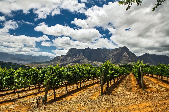 Private Table Mountain Penguins & Cape Point Tour from Cape Town - Cape Point Vineyards tasting: a planned stop, not an extra headache