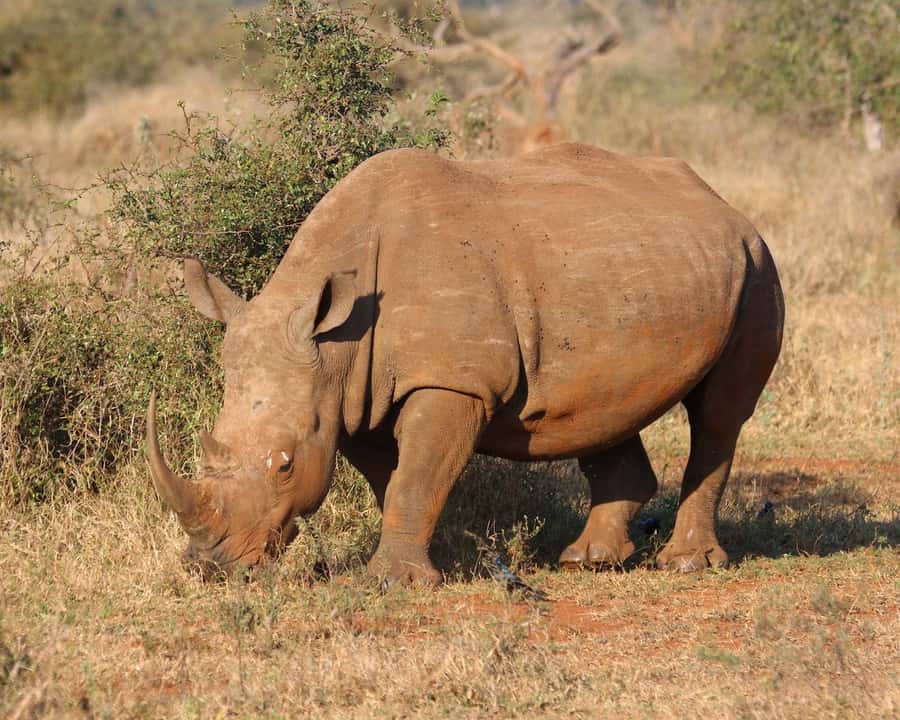 Private Tour: Big 5 Safari, Experience the wild animals - Key things to know before you go