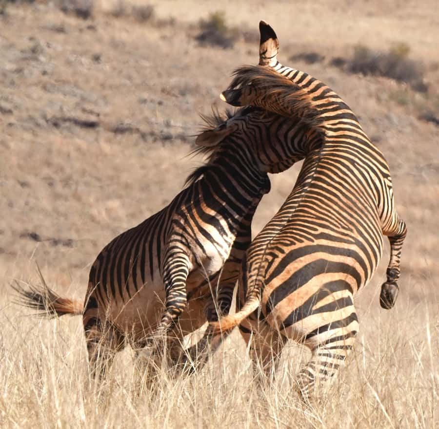 Private Tour: Big 5 Safari, Experience the wild animals - Aquila Game Reserve, a Big 5 day that fits real Cape Town timing
