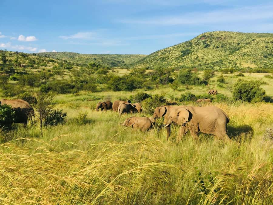 Private Tour: Big 5 Safari, Experience the wild animals - Drakenstein Prison photo stop, then back through the Huguenot Tunnel