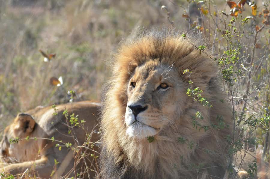 Private Tour: Big 5 Safari, Experience the wild animals - Should you book the Private Big 5 Safari at Aquila?