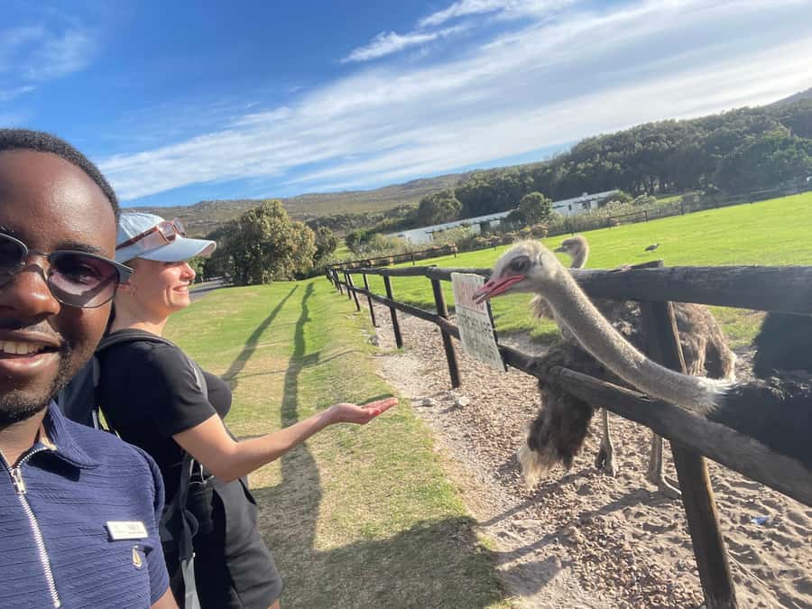 Private Tour:Cape of Good Hop>Chapman’s >Penguin>Seal island - Seal Island from Hout Bay: the wildlife stop that turns the volume up