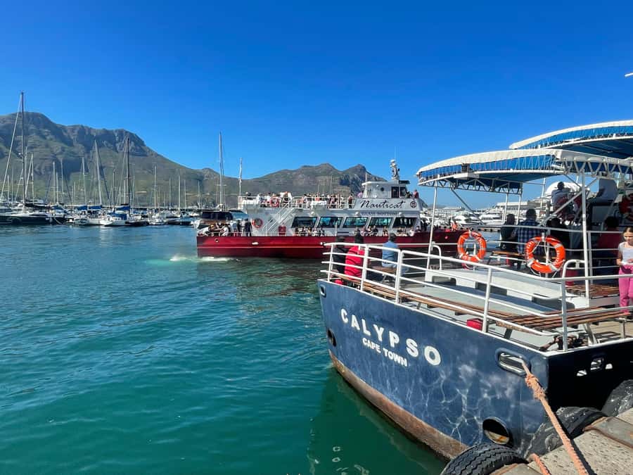 Private Tour:Cape of Good Hop>Chapman’s >Penguin>Seal island - Chapman’s Peak Drive: why that viewpoint stop is the right kind of photo break
