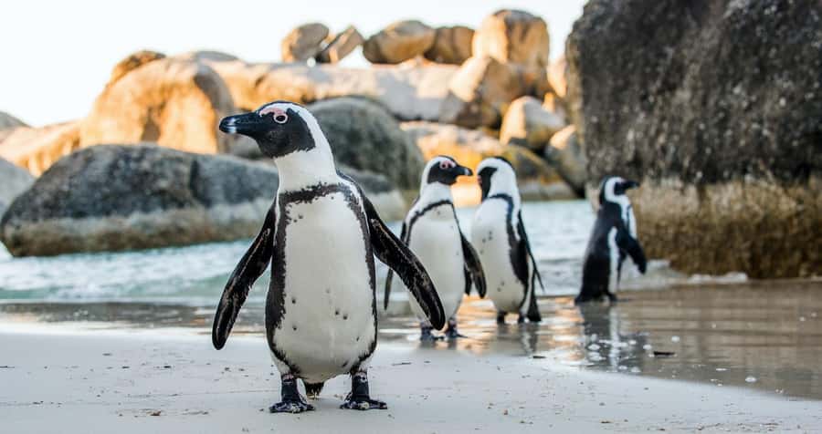 Private Tour:Cape of Good Hop>Chapman’s >Penguin>Seal island - The Atlantic Seaboard drive: you’re paying for time on the road that’s actually worth it