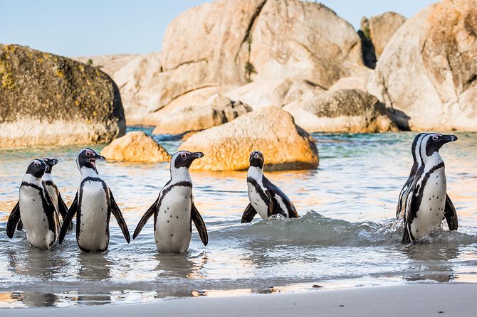 Private Tour: Cape of Good Hope and Cape Point from Cape Town - Cape Point Vineyards tasting room: nice optional time, not a must