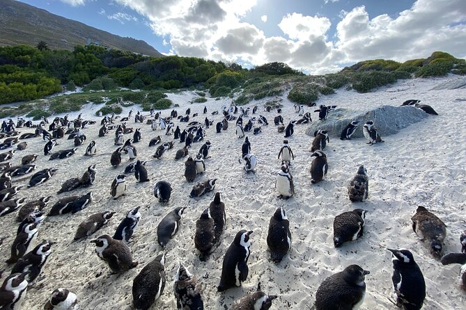 Private Tour: Cape of Good Hope, Cape point and Boulders Beach - Bo-kaap in 45 Minutes: Colorful Streets Without the Time Sink