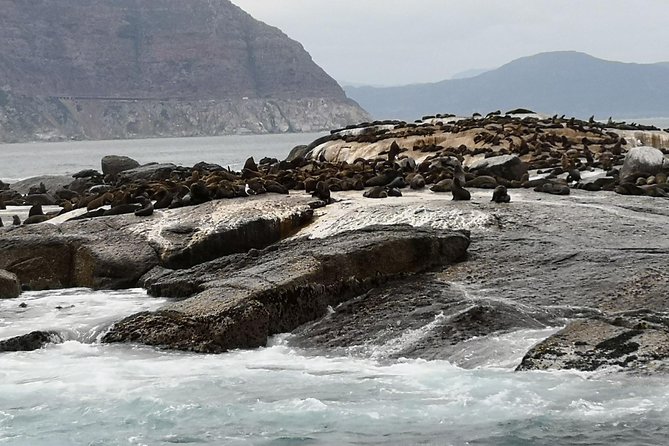 Private Tour: Cape of Good Hope Cape Point Penguins Kirstenbosch - Hout Bay Stop, Seal Island Option, and the Fun of Sea Life Time