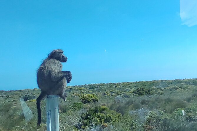 Private Tour : Cape of Good Hope,Penguin Colony& Muizenberg Beach - Camps Bay and Hout Bay, Two Different Coastal Moods