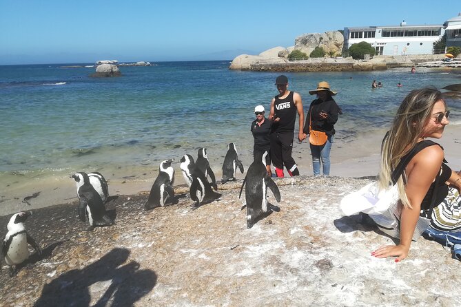 Private Tour : Cape of Good Hope,Penguin Colony& Muizenberg Beach - Noordhoek Farm Village for Snacks, Then the Ostrich Farm Fun