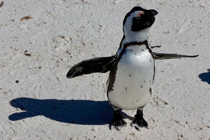 Private Tour : Cape of Good Hope,Penguin Colony& Muizenberg Beach - Cape of Good Hope: Big Views and Real Wildlife Country