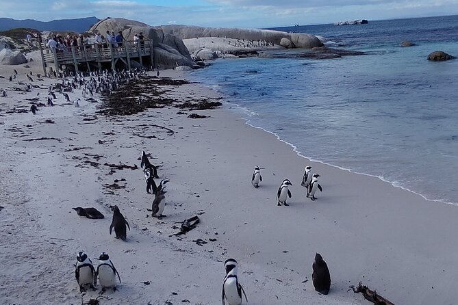 Private Tour : Cape of Good Hope,Penguin Colony& Muizenberg Beach - Cape Point Nature Reserve: Lighthouse Views and the Flying Dutchman Funicular