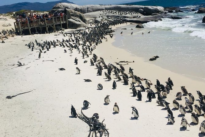 Private Tour Cape of Good Hope & Penguins Sightseeing Full day - Riding from Bo-Kaap to penguins, in a single efficient loop