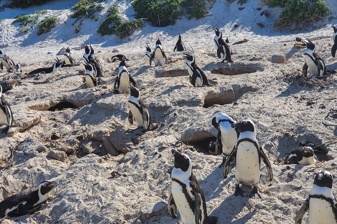 Private Tour Cape of Good Hope & Penguins Sightseeing Full day - Chapman’s Peak drive and viewpoint photos, with one reality check