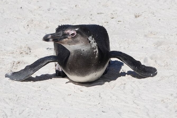 Private Tour Cape of Good Hope with Penguins - Cape Point and the lighthouse area, with chacma baboons in the mix