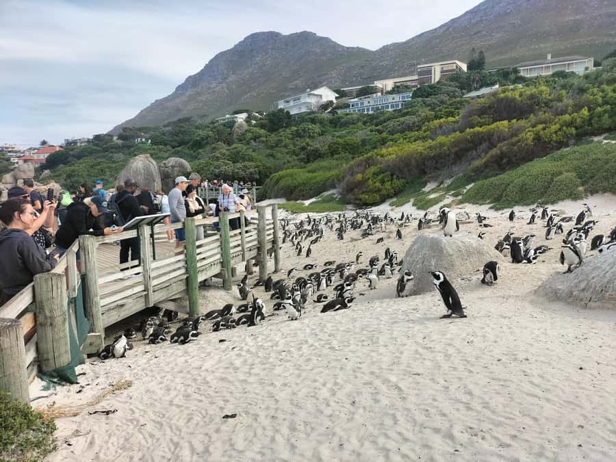 Private Tour:Cape Peninsula &Penguin Beach, Cape Point &more - Pacing and walking level, what you should realistically expect