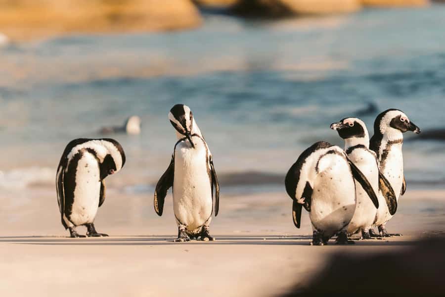 Private Tour: Cape Point, Penguins, Chapmans Peak & more... - Chapman’s Peak Drive and the Atlantic side: where the photos actually happen
