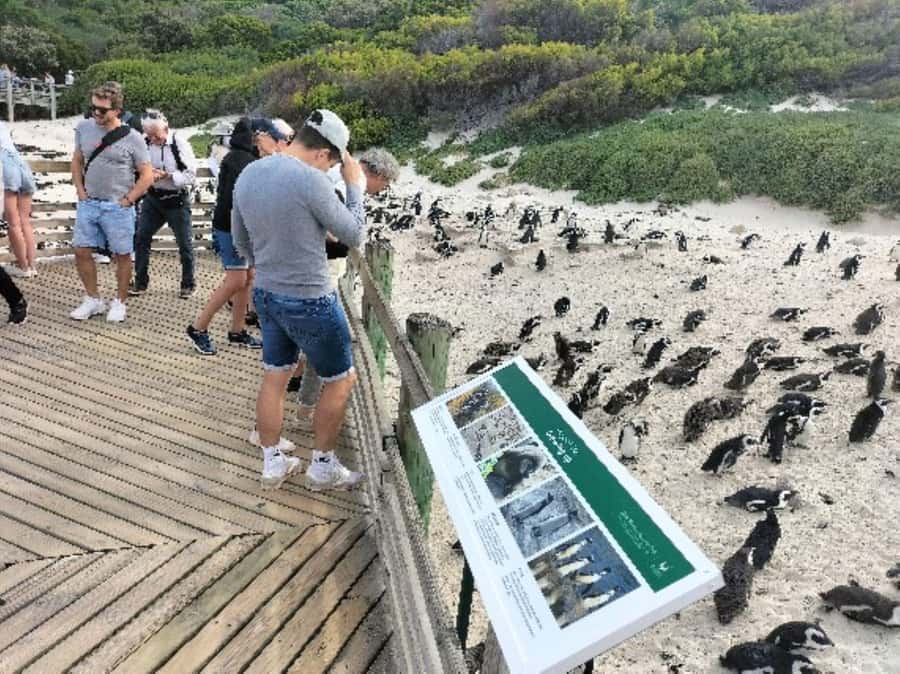 Private Tour: Cape Point, Penguins, Chapmans Peak & more... - Simon’s Town lunch and Boulders Beach penguins up close