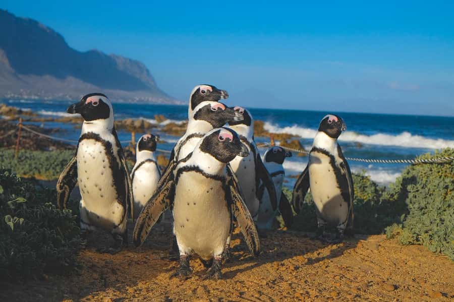 Private Tour: Cape Town to Cape Agulhas where 2 Oceans Meet - Two Oceans in One Spot, Cape Agulhas Meeting Point and Lighthouse