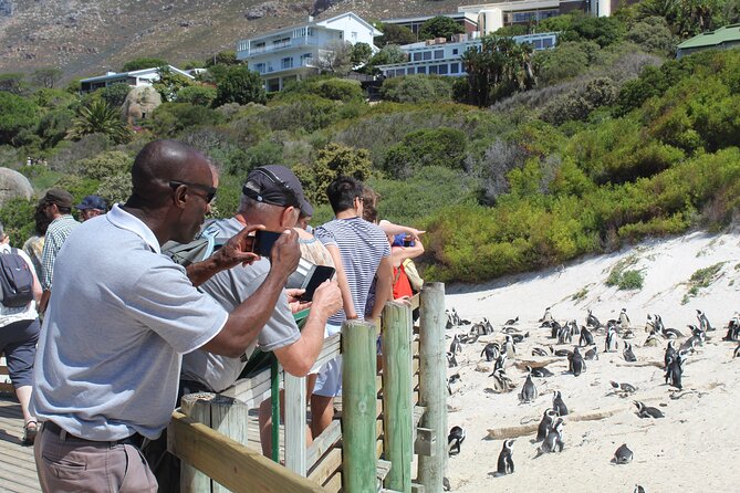 Private Tour from Cape Town To Cape of Good Hope Penguins Plus Wine Tasting F/D - Boulders Beach Penguin Colony: The 30-Minute Timing Problem (And How to Solve It)