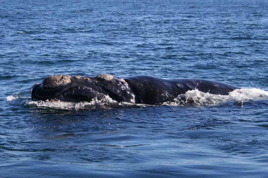 Private Tour: Hermanus- Boat Based Whale Watching Experience - Key points worth knowing before you go