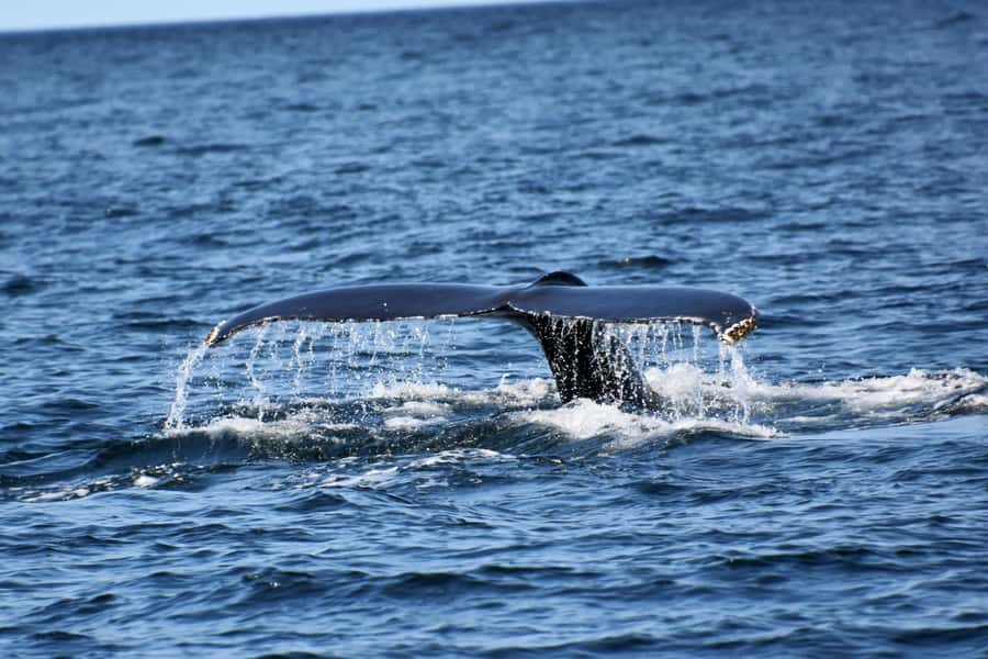 Private Tour: Hermanus- Boat Based Whale Watching Experience - Hermanus on land: guided time before the boat goes out